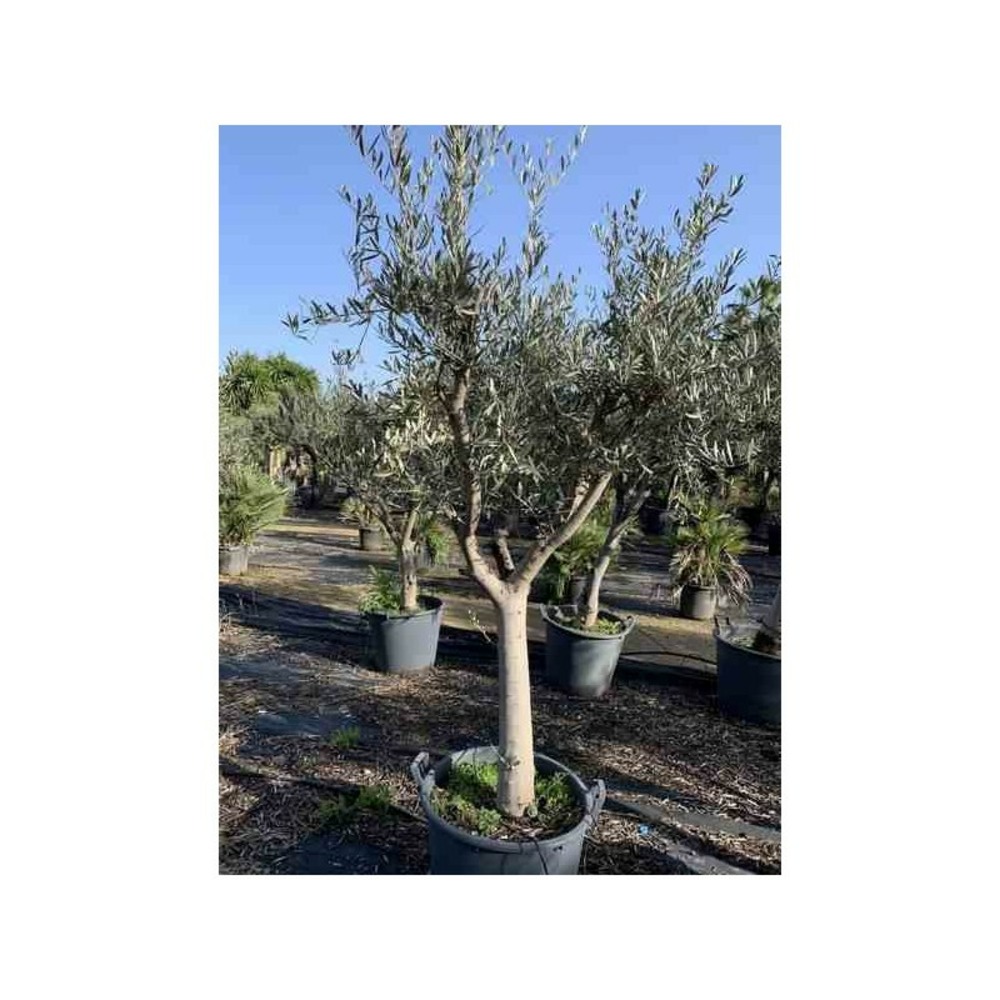 Olea europaea (oliviers) gros sujets blanc - taille périmètre de tronc 40/50cm - 170/220cm