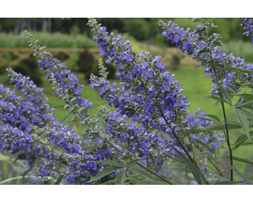 Kuisboom Vitex agnus castus 'Delta Blues' ® H 40-50 cm Co 4.5 L