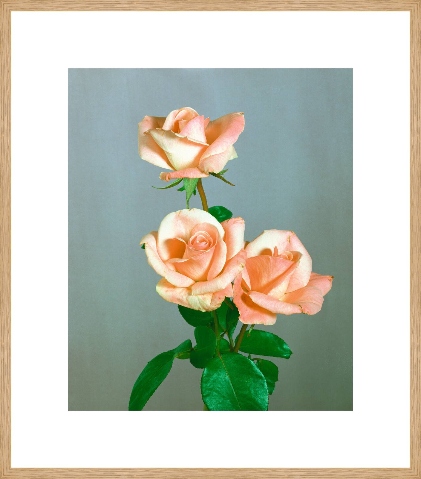 Rosen 103 by Kris Scholz - Limited Edition. Edition of: 100. Signed.