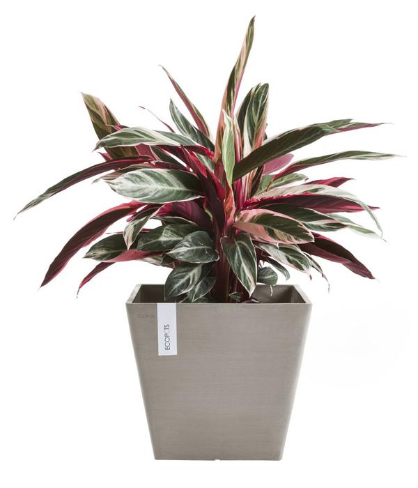 Ecopots Kunststoff-Topf Rotterdam, quadratisch
