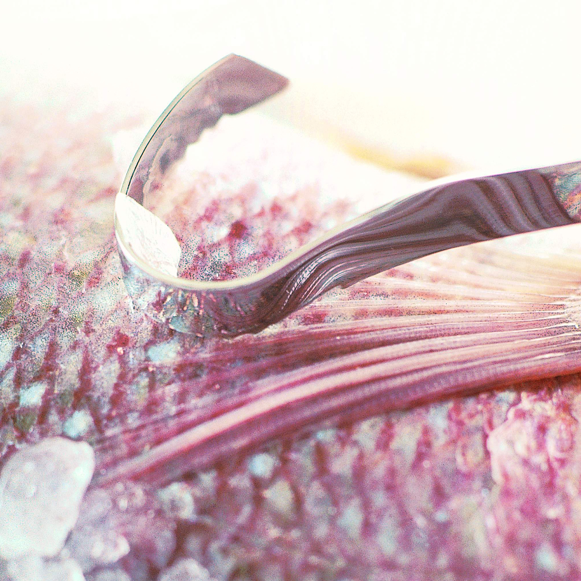 Fischentschupper