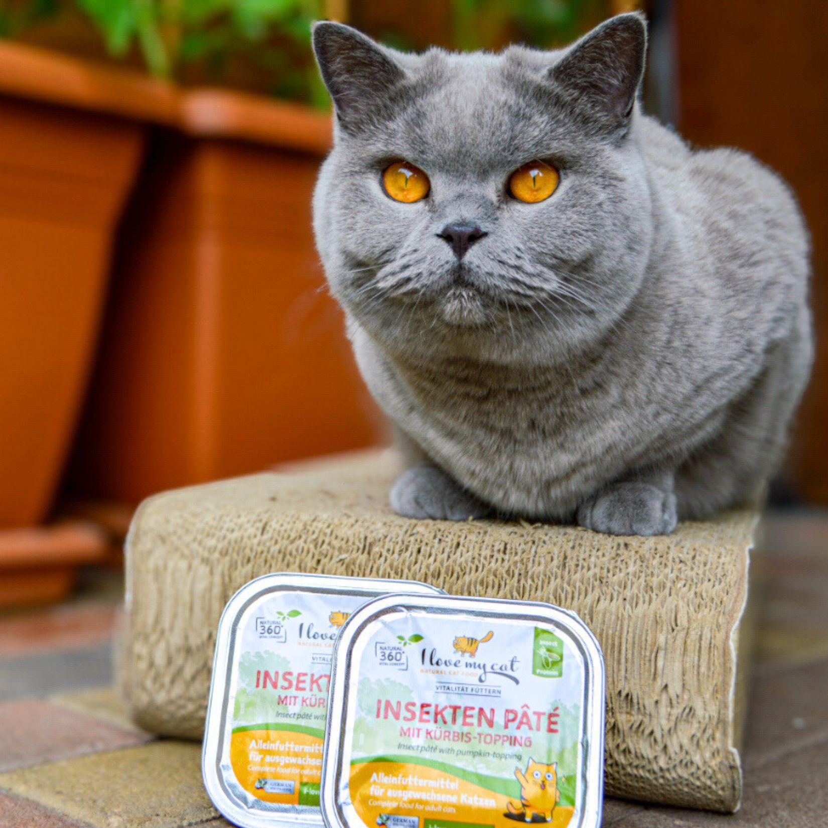 Insekten Pate mit Kürbis-topping I love my cat