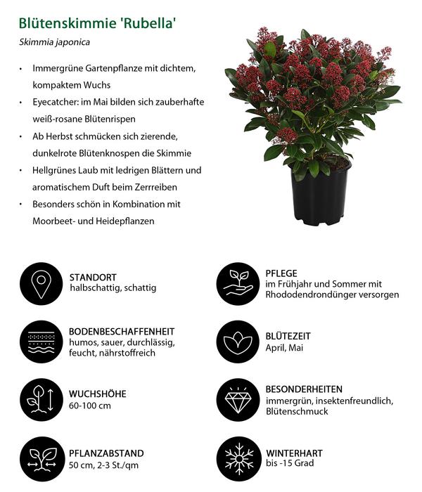 Blütenskimmie 'Rubella'