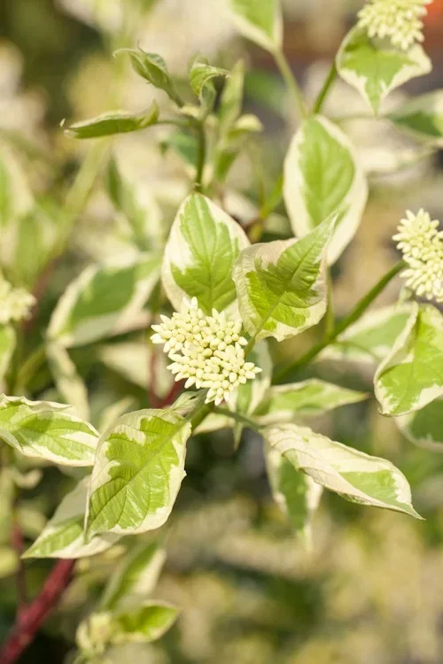 Cornus alba 'Elegantissima' Sibirkornell 'Elegantissima' Ø22 cm