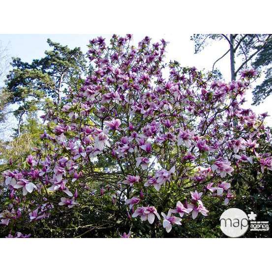 Magnolia Soulangeana : pot de 10L - H. 100/125 cm