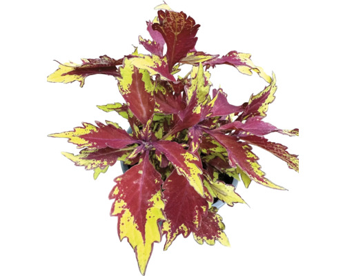 Coleus 'Apple Brandy', sierbrandnetel FloraSelf Ø 12 cm pot, blad prachtig