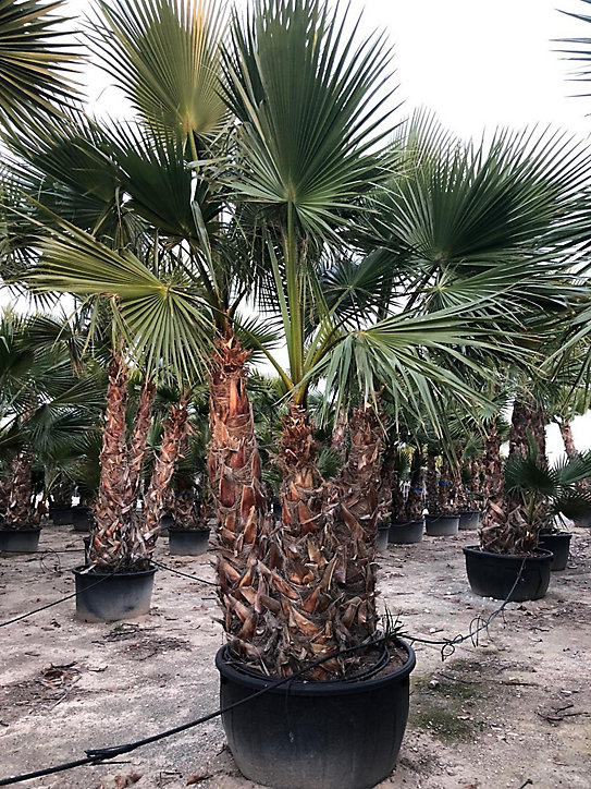 Washingtonia robusta 3 4 stipe 160L