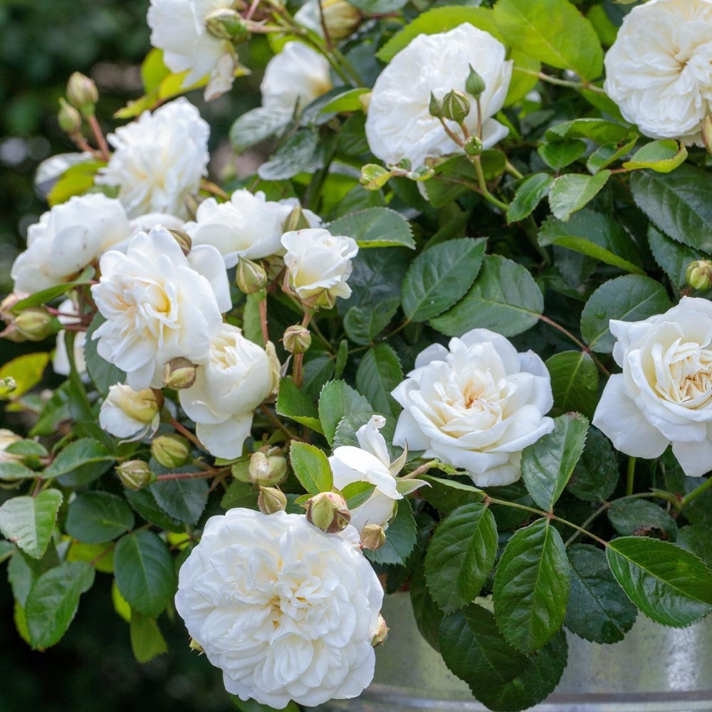 Rosier marina picasso ® meidyceus sans motte