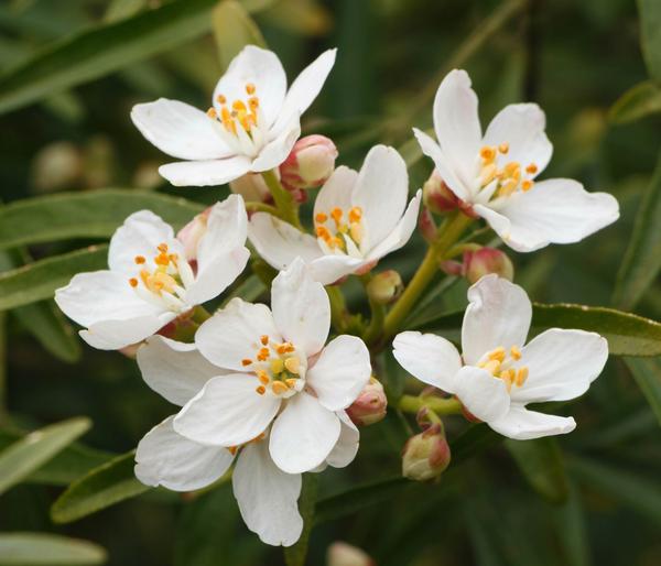 Orangenblume 'White Dazzler'