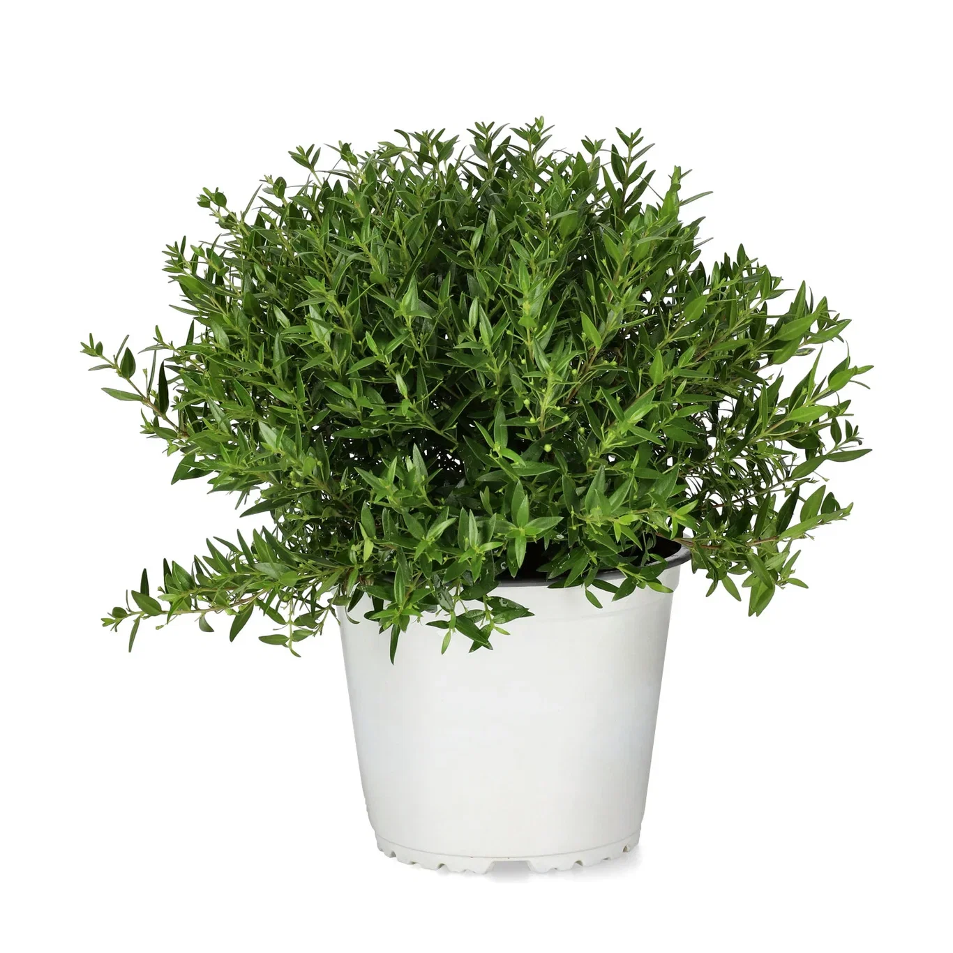 Myrtus microphylla Myrt Ø14 cm
