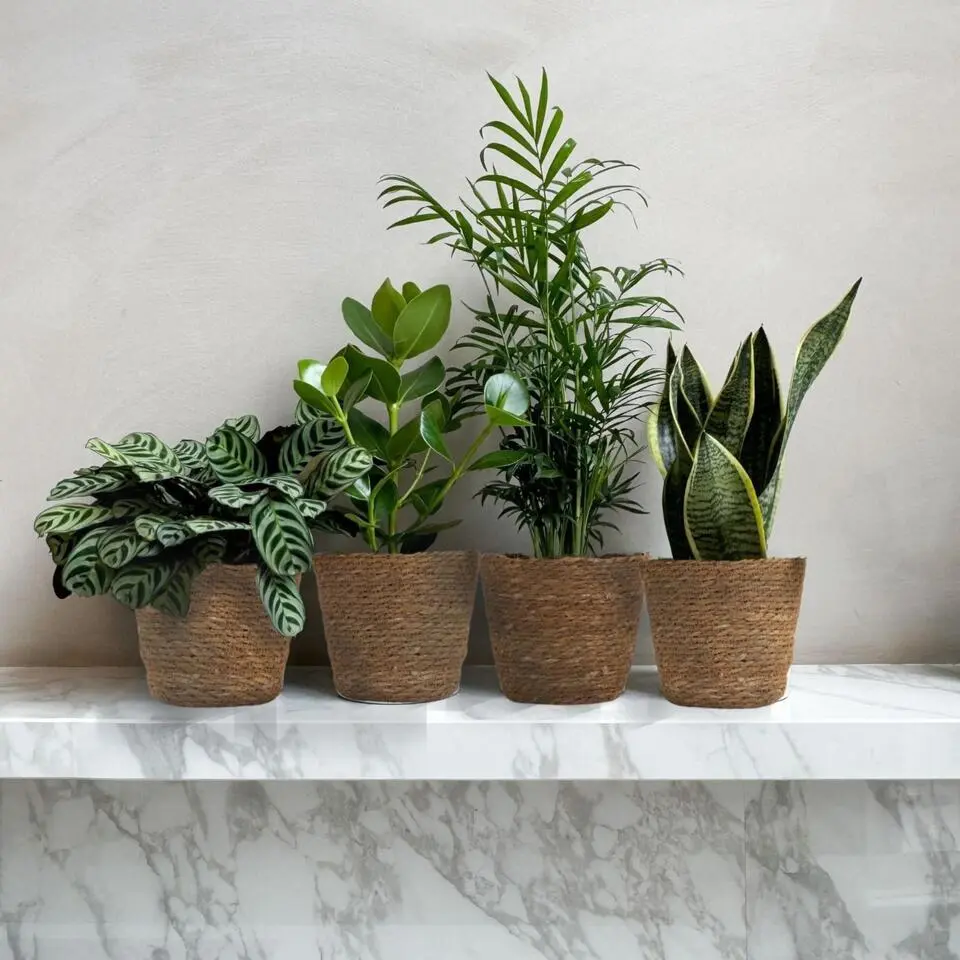 Gemakkelijke kamerplanten - Set van 4 incl. mand - Hoogte 25-40cm - ⌀12cm