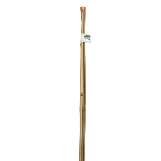 Lot de 4 tuteurs bambou Diam. 8/10 mm H 120 cm