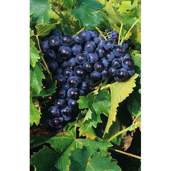 Vigne 'Muscat de Hambourg' : pot de 1,5 litres