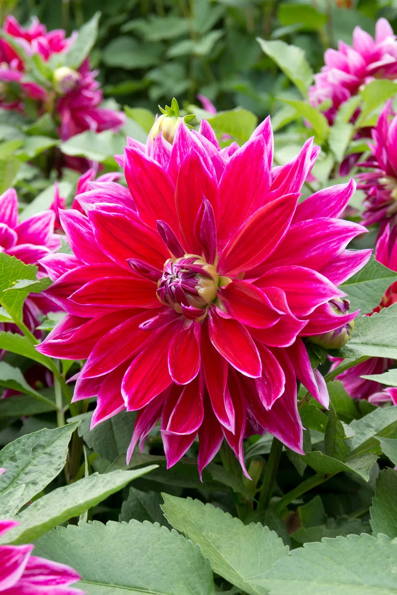 Dahlia x pinnata 'Mero star' Georgine 'Mero Star' 2 pk