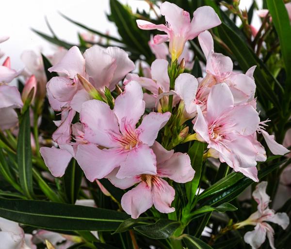 Oleander, Solitärbusch