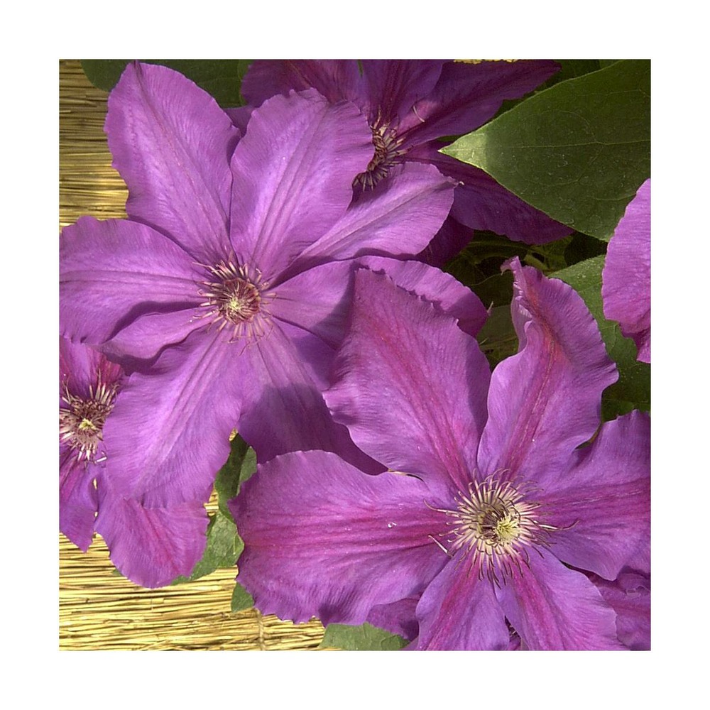 Clématite kacper/clematis kacper[-]pot de 1,5l - tuteur bambou 30/60 cm