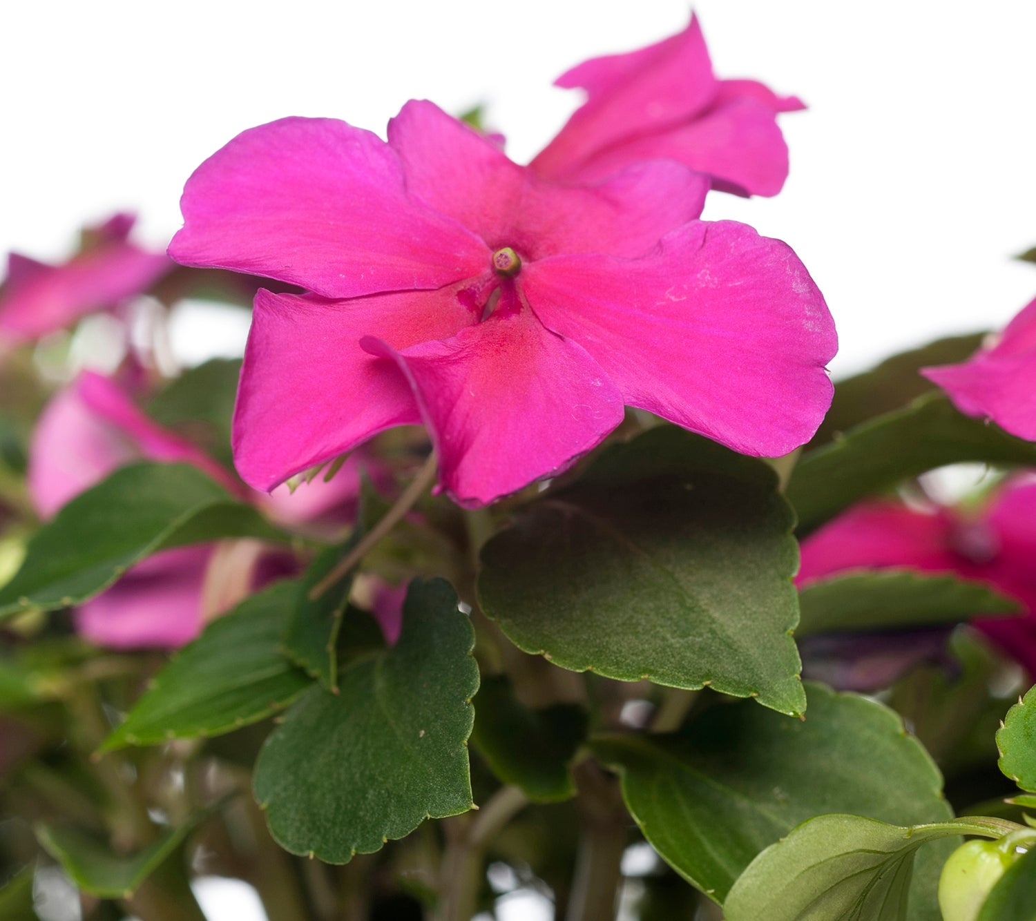 Vlijtig liesje (Impatiens walleriana) D 9 H 10 cm