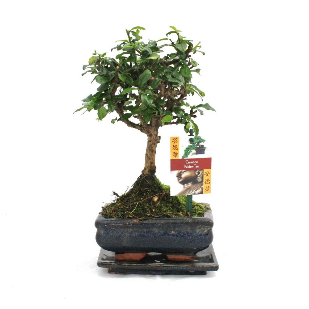 Bonsaï fukientee - carmona microphylla - ca. 6 ans - forme sphérique