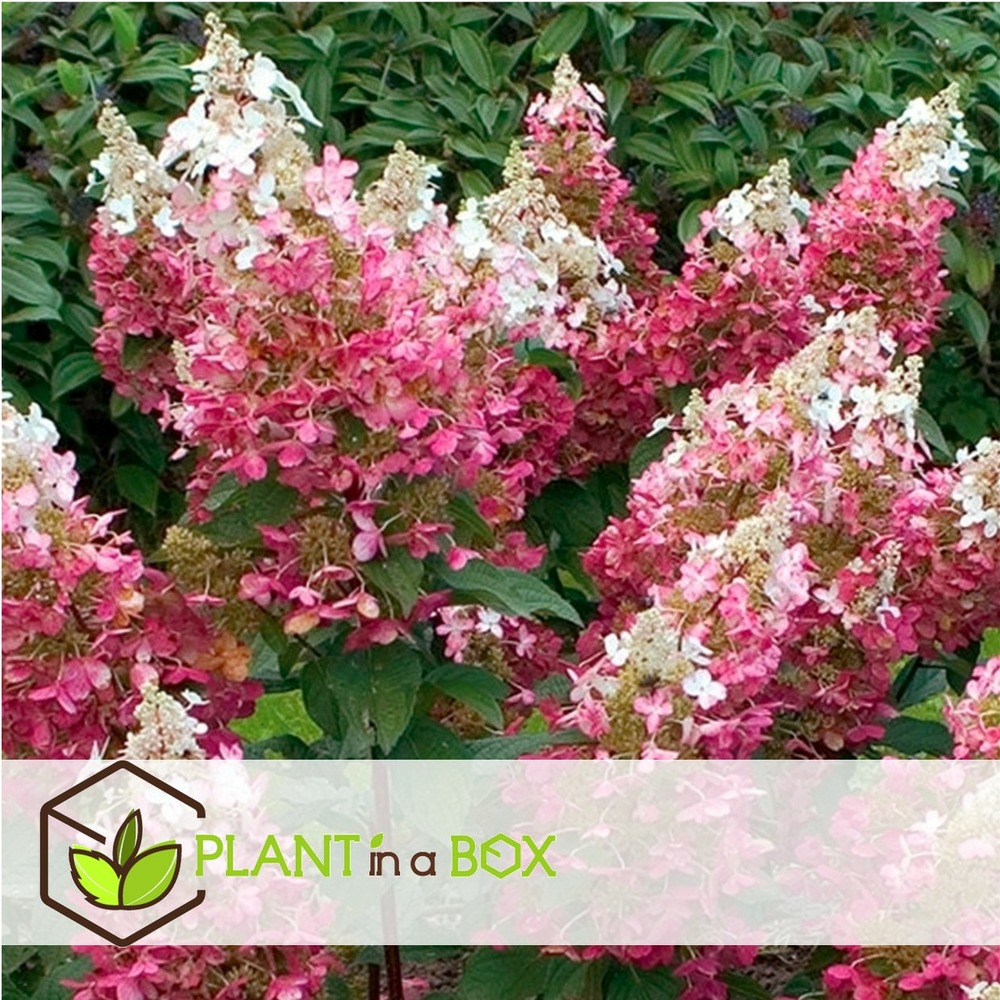 Hortensia paniculata wim's red - hortensia - pot 19cm - hauteur 25-40cm