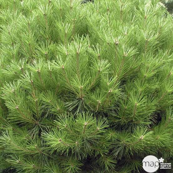 Pin (Pinus densiflora) 'Alice Verkade' 30/40 : pot 3L