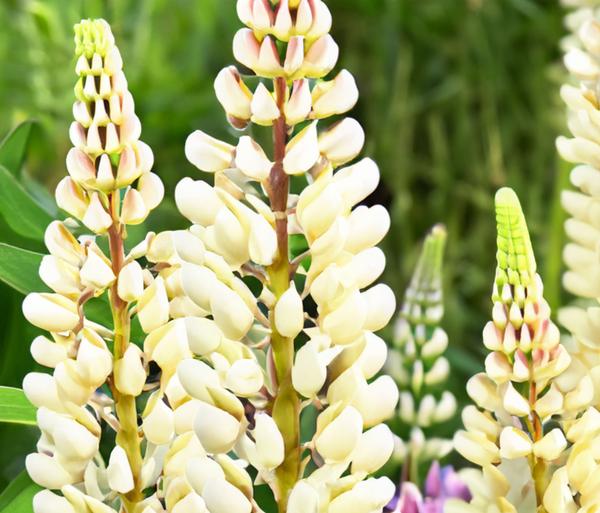 Bio Lupine, weiß