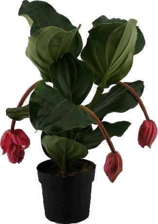 Medinilla(Medinilla magnifica 'Flamengo') D 17 H 50 cm