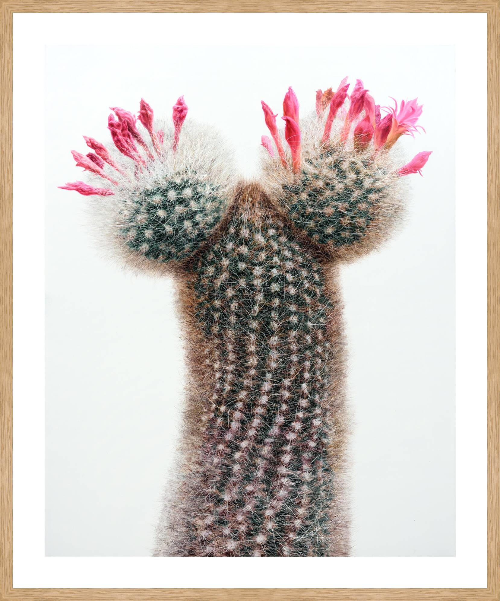 Cactus No. 94 by Kwangho Lee - Limited Edition. Edition of: 100. Signed.