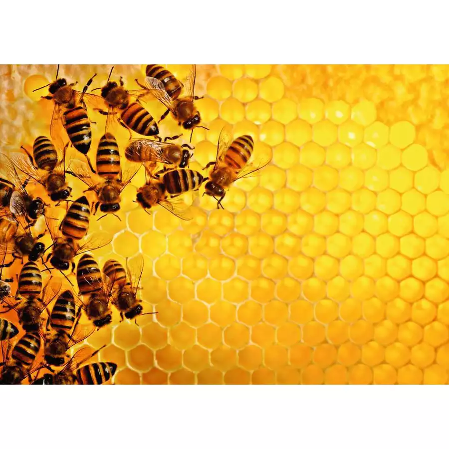 Ravensburger Bienen bunt