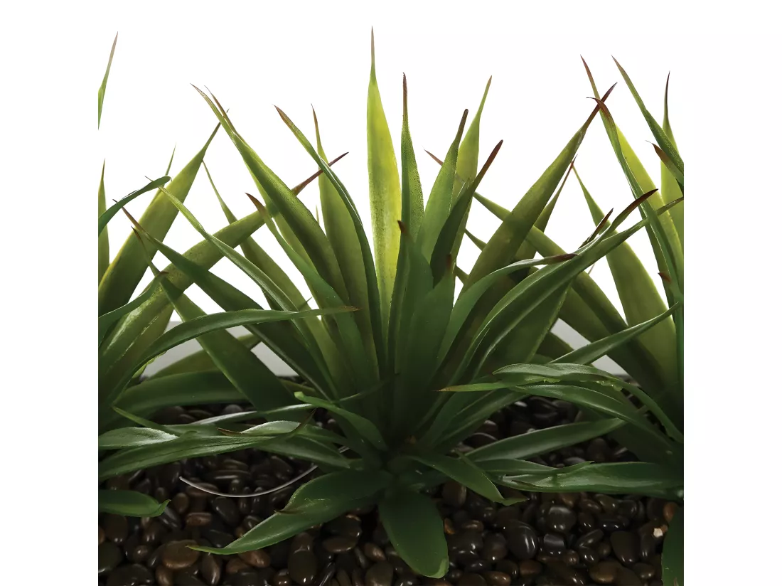 Centre de Table Aloe Vera 