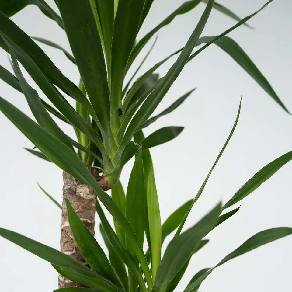 Palmlelie - Yucca elephantipes - Hoogte 130-140cm - ⌀24cm