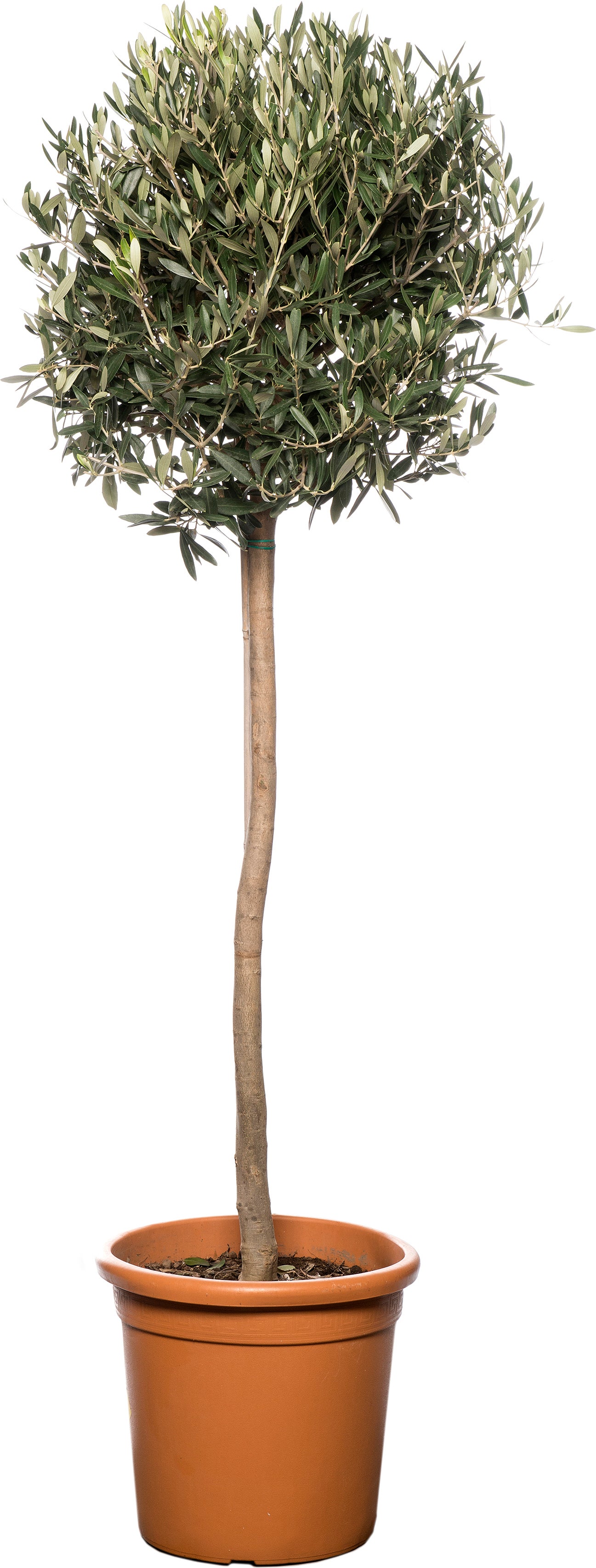 Olijfboom (Olea europaea) D 32 H 140 cm