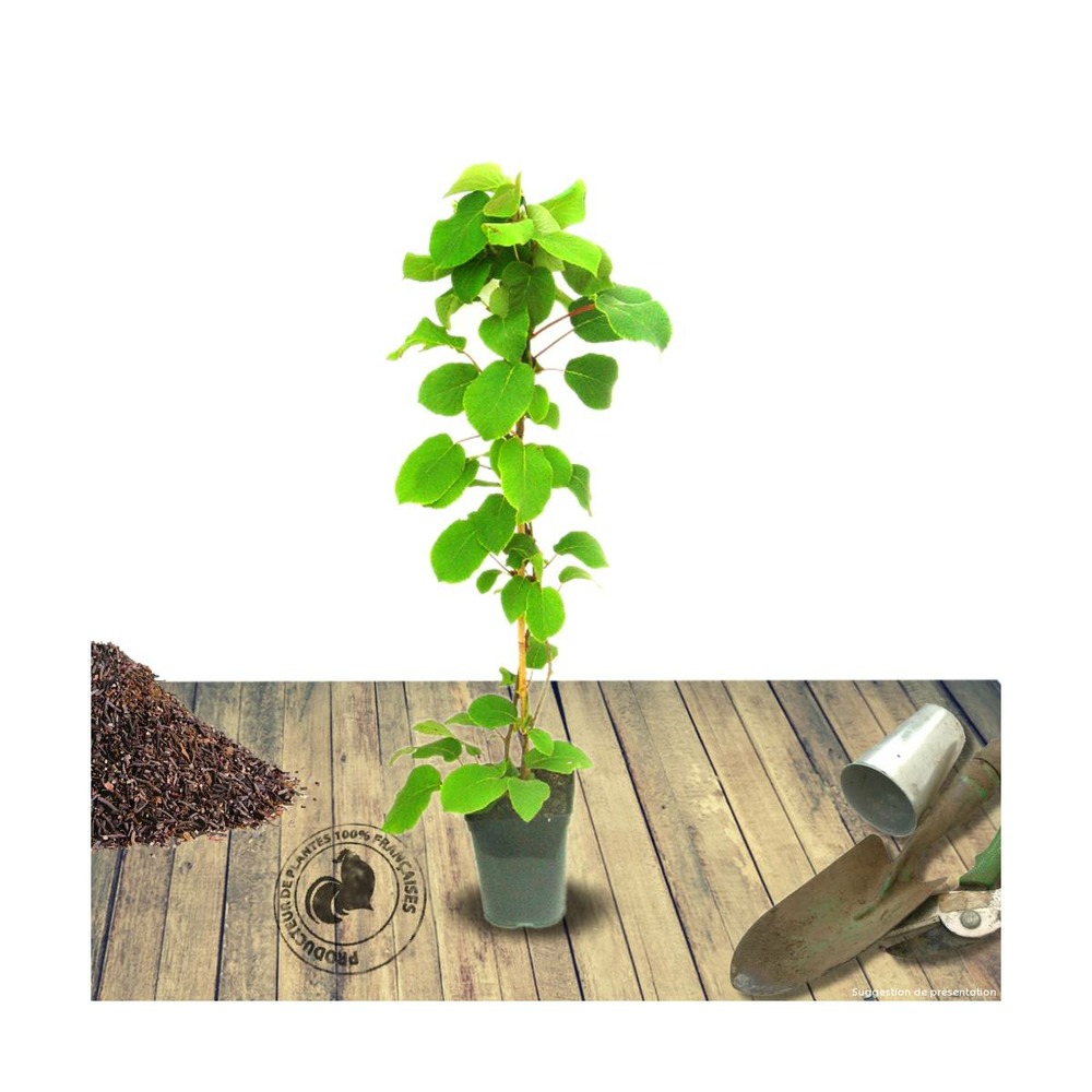 Kiwi chinensis solo (autofertile)/actinidia chinensis solo (autofertile)[-]pot de 1,5l - tuteur bambou 30/60 cm