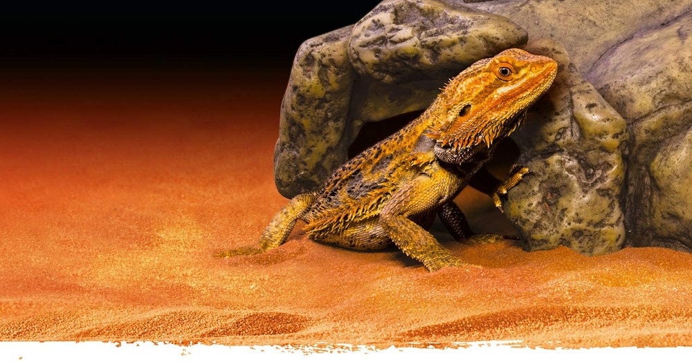 Cachette reptile grotte grand