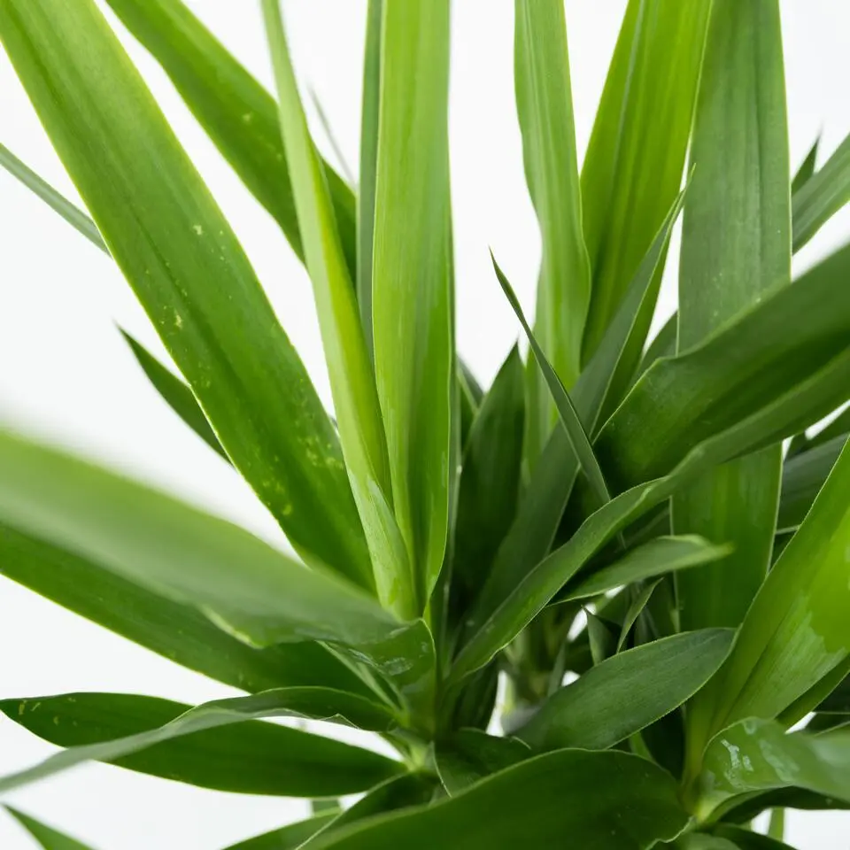 Palmlelie - Yucca elephantipes - Hoogte 70-80cm - ⌀21cm
