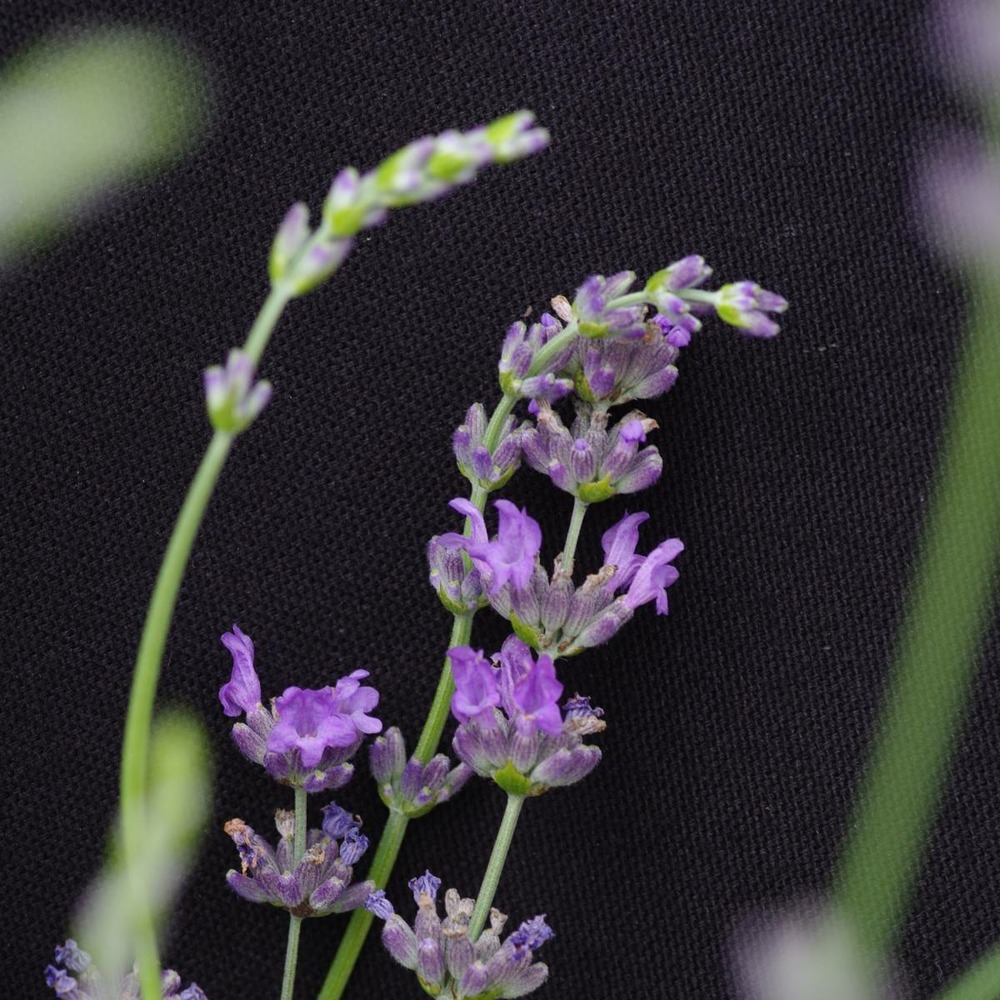 Lavande angustifolia abrial/lavandula angustifolia abrial[-]pot de 3l - 40/60 cm