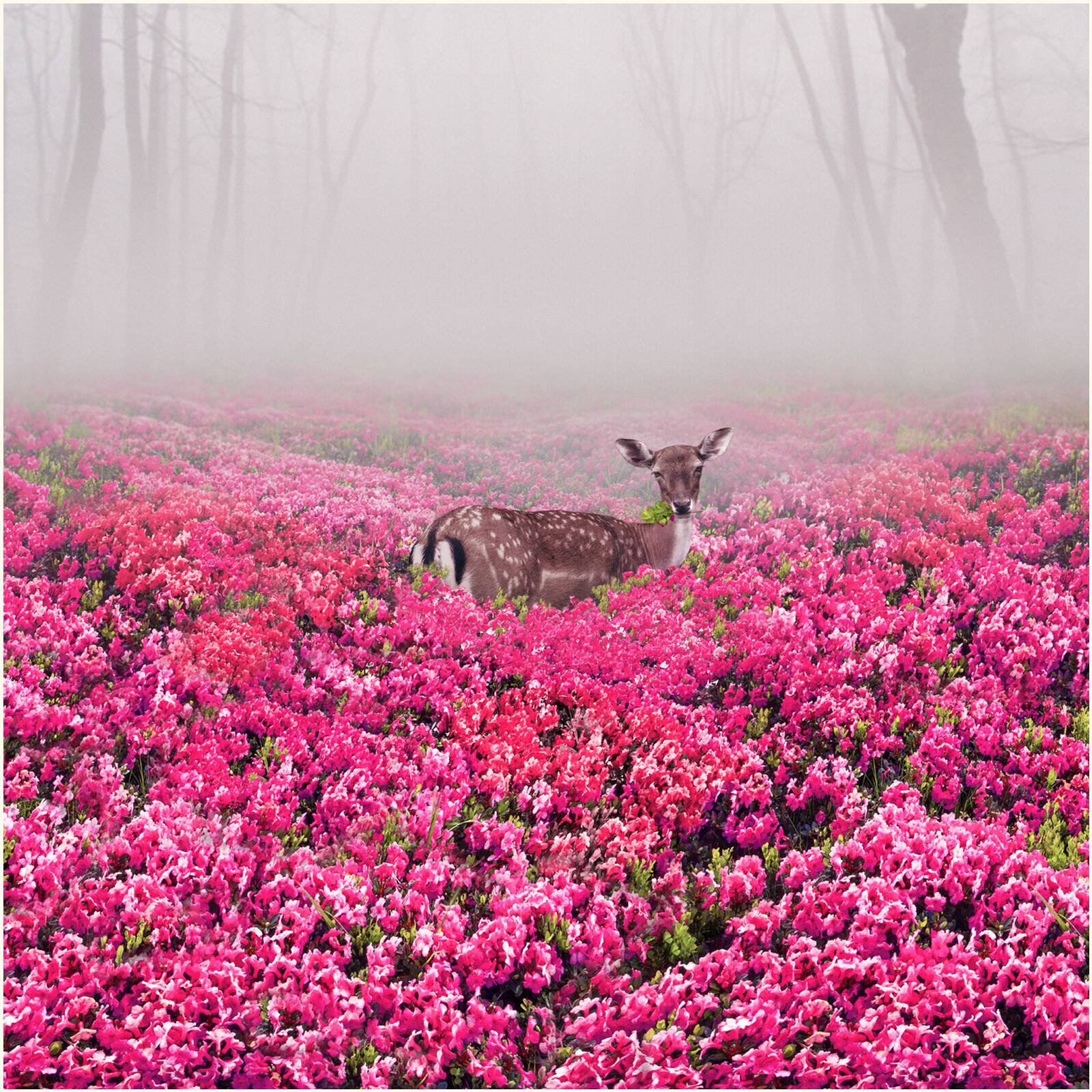 Pink Deer by Robert Jahns - Open Edition.