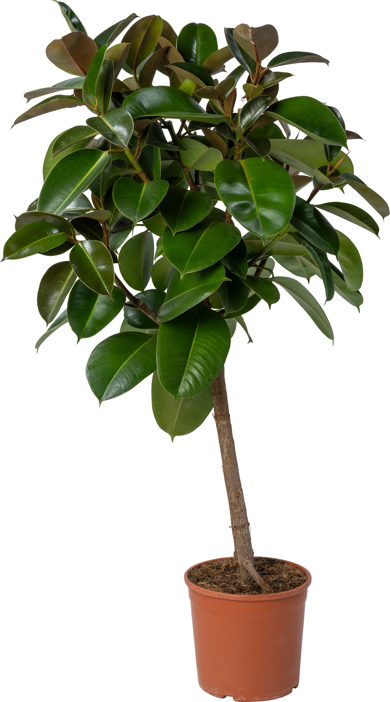 Rubberboom (Ficus elastica 'Robusta') D 24 H 120 cm