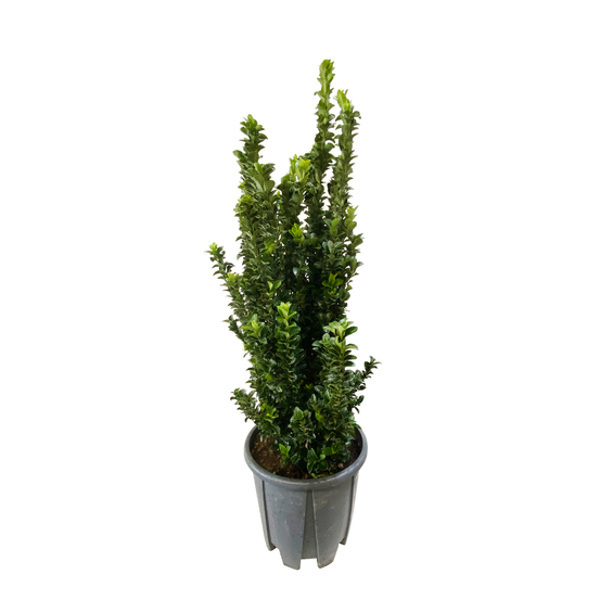 Euonymus 'benkomasaki' : pot 18L