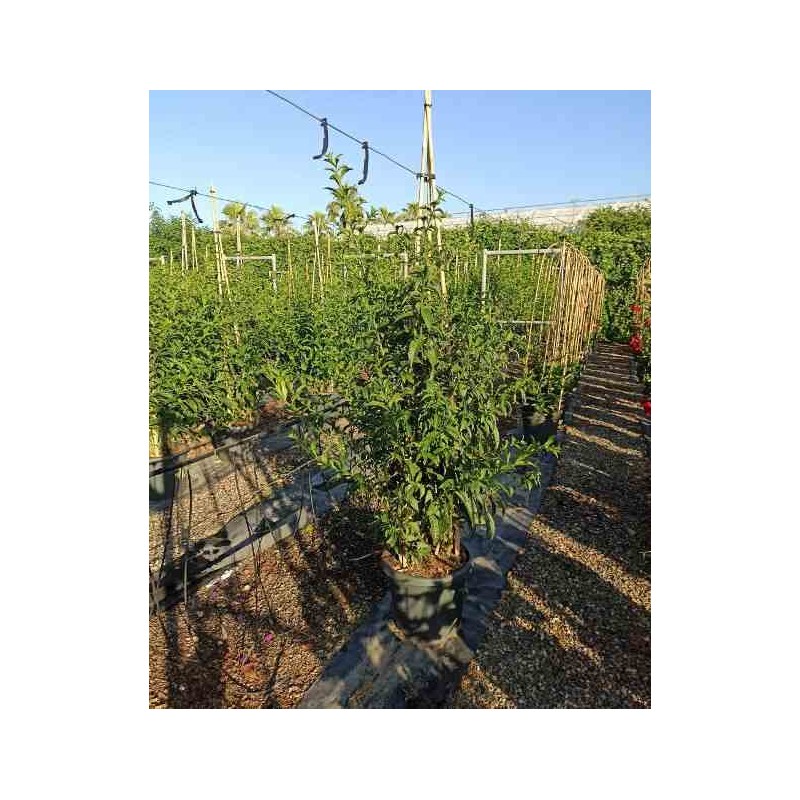 Cestrum nocturnum (galant de nuit) blanc - taille pot de 25l -200cm