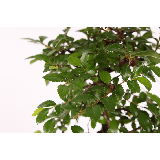 Bonsai Zelkova en céramique