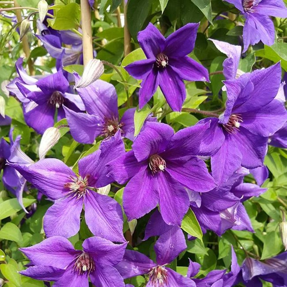 Clématite 'semu' - clematis 3l
