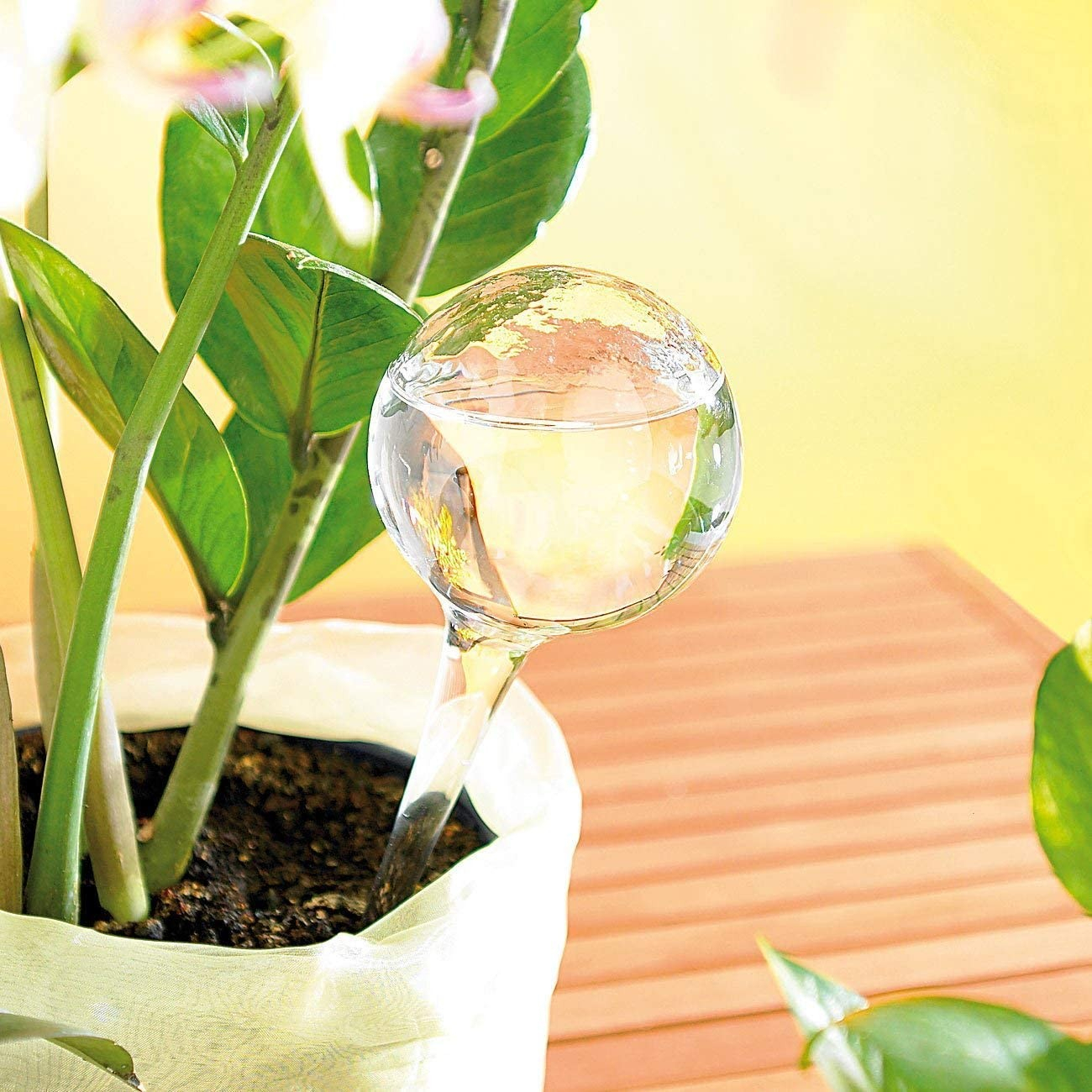 (4er Set) 5x13cm Automatische Pflanzenbewässerungs Kugel (Indoor/Outdoor) - Transparent