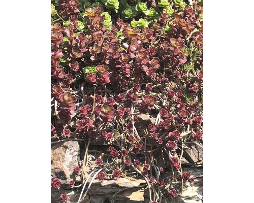 FloraSelf rotstuin vaste planten, 2-5 cm hoog, in een 1 cm pot (willekeurige selectie van soorten)