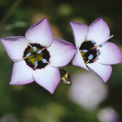 Blumensamen Seltene einjährige Blumen