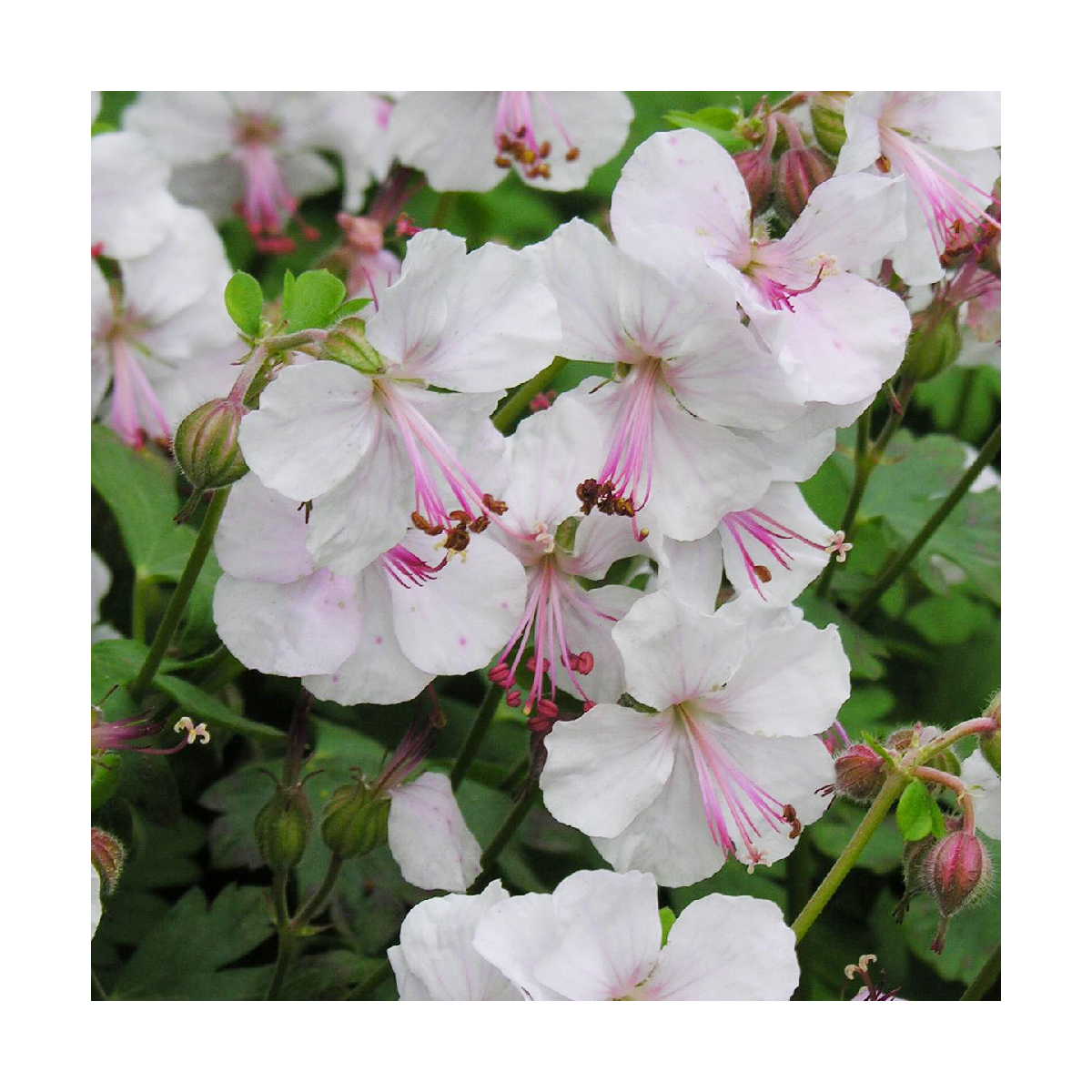 Géranium vivace x cantabrigiense biokovo/geranium x cantabrigiense biokovo[-]godet