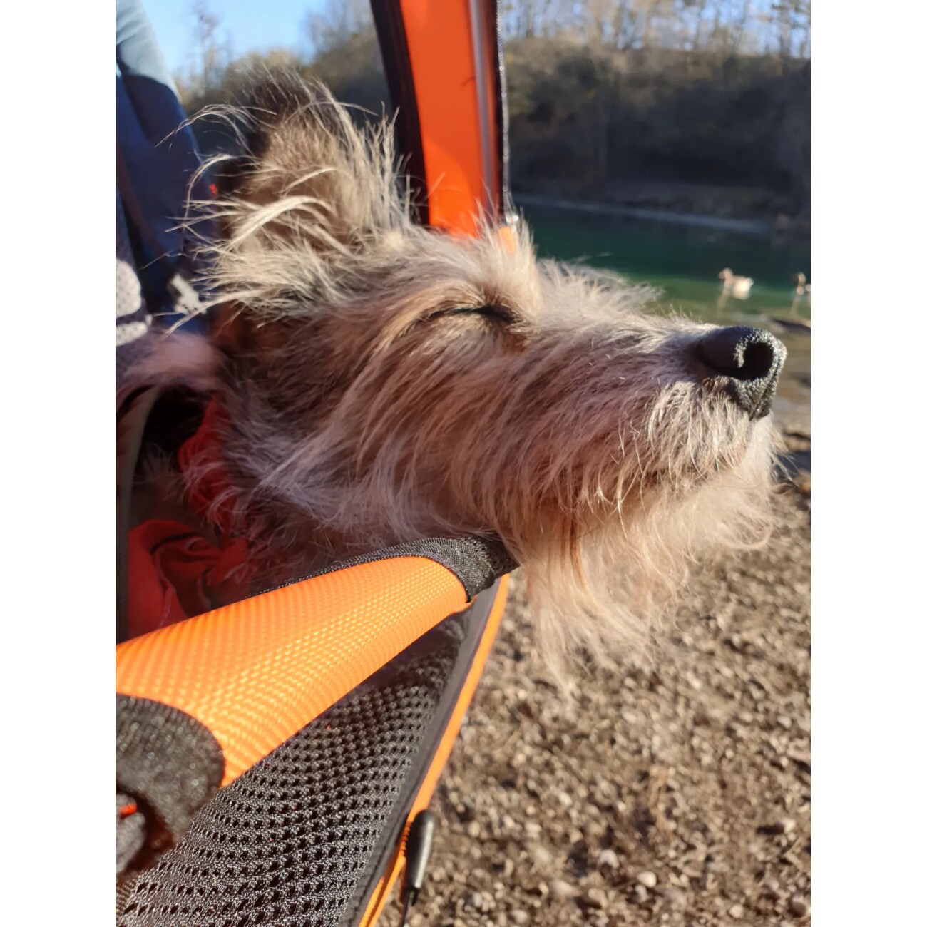 TrendPet DogBus gefederter Fahrradanhänger für Hunde