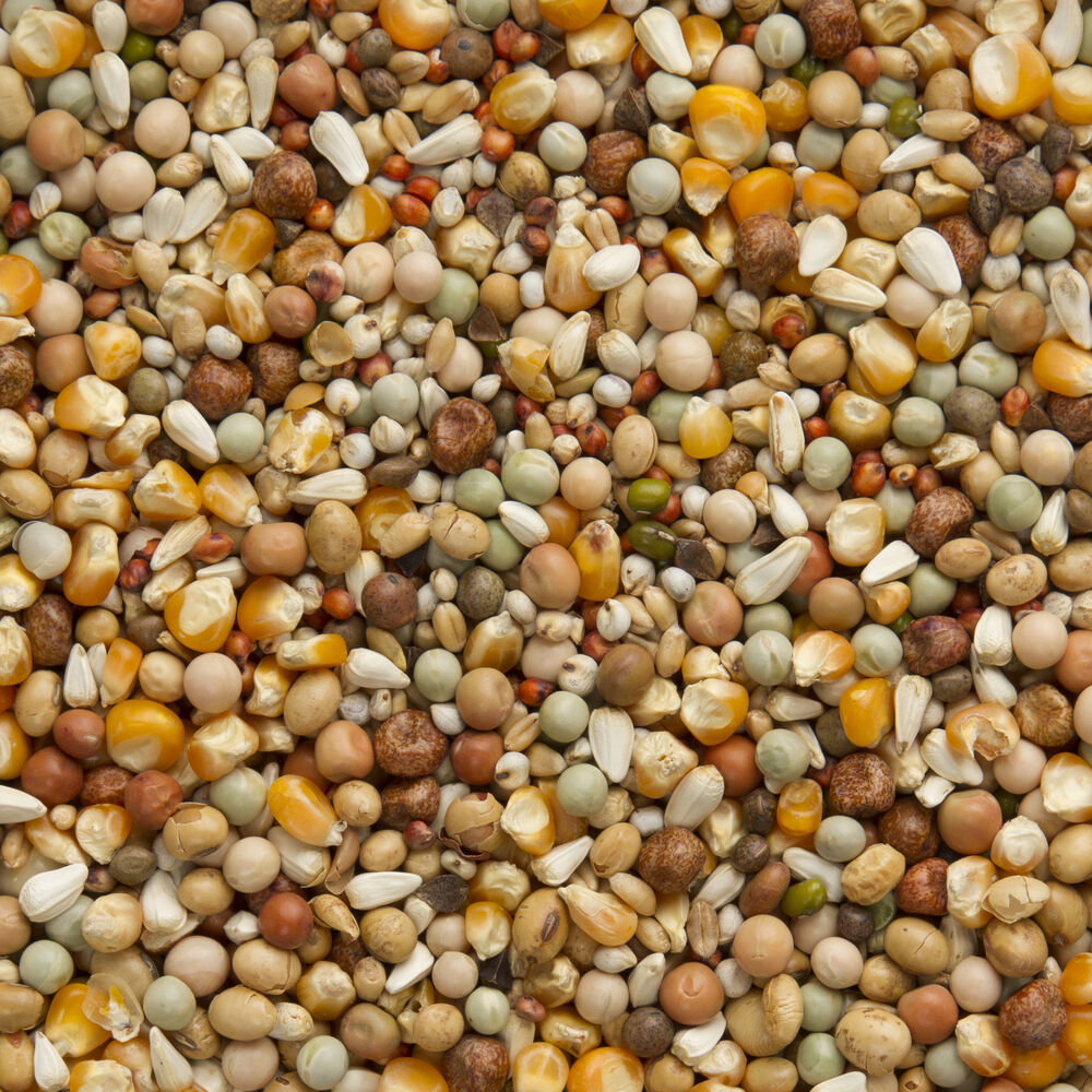 Beyers Premium Super Kweek - Duivenvoer - 20 Kilogram