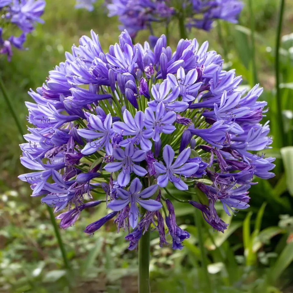 Agapanthus - Agapanthus 'Amourette Blue' - Hoogte 65 cm - ø23 cm