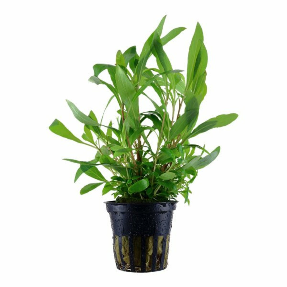 Hygrophila siamensis 53b