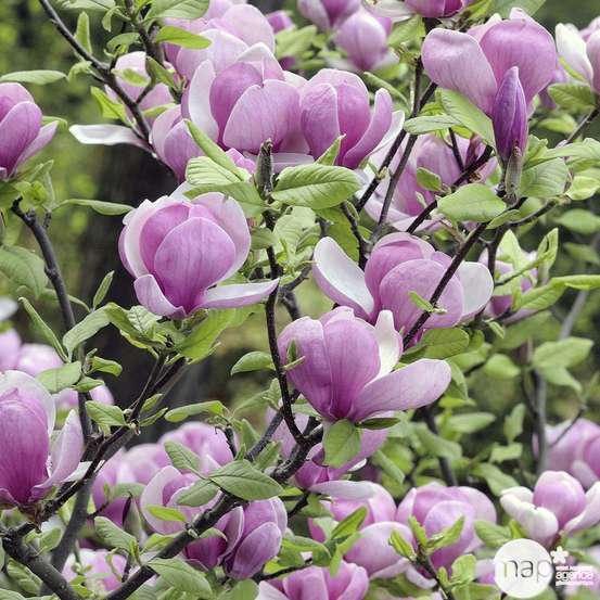 Magnolia Soulangeana : pot de 10L - H. 100/125 cm